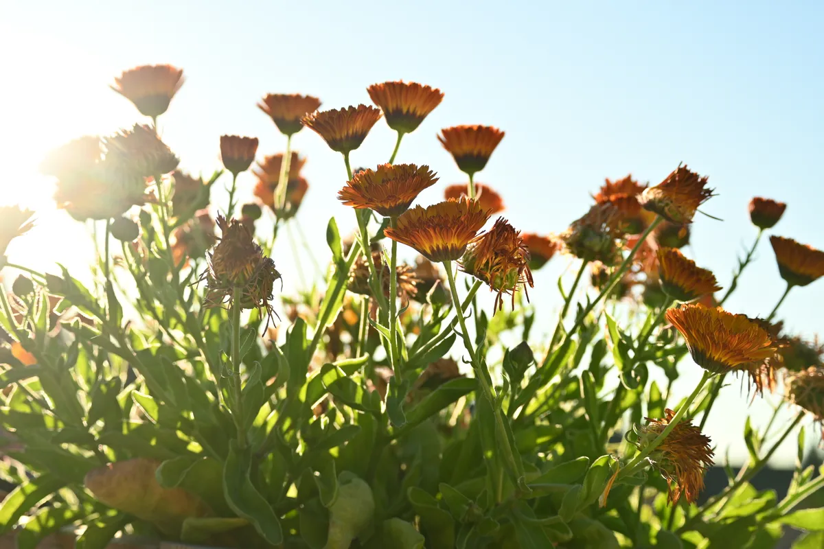 Backlit Blooms