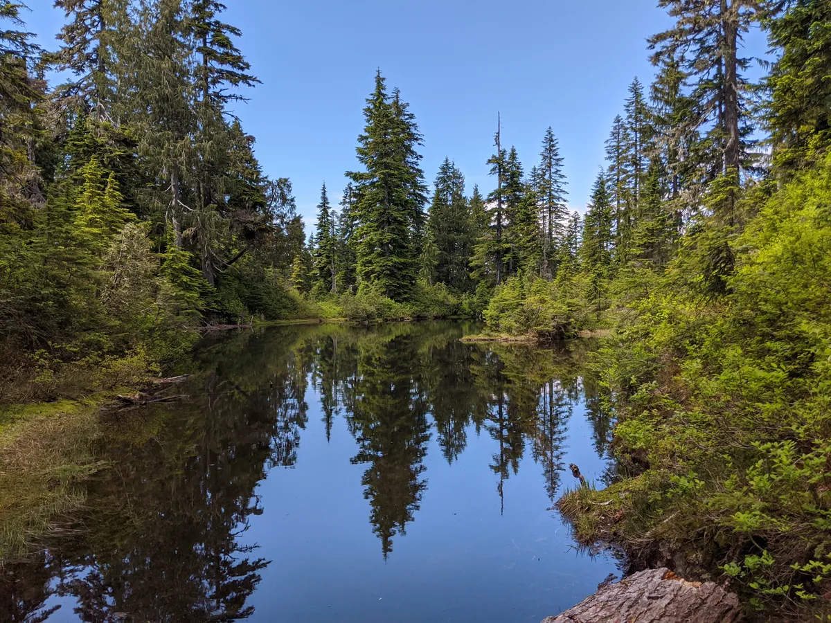 A calm pond near the Walt Bailey Trail mirrors tall conifers and blue sky, with a weathered log in the foreground.