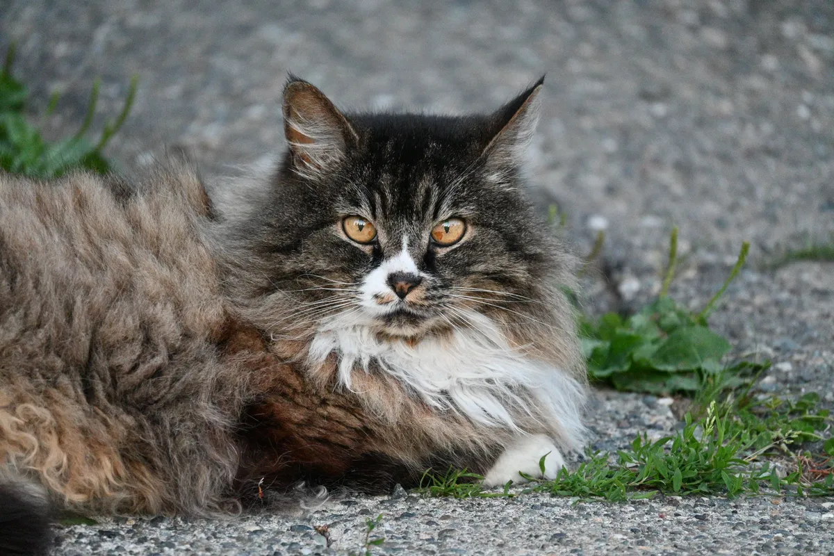 Neighborhood Cat